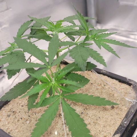 Sativa #1 growlog photo: Esta ira para um vaso de feltro de 9 litros 