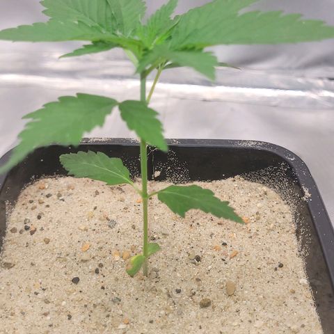 Colombian gold  growlog photo: Colombinha esta indo bem porem ainda nao apresenta muito crescimento 