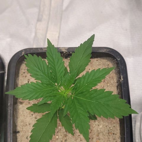Colombian gold  growlog photo: Colombinha esta indo bem porem ainda nao apresenta muito crescimento 