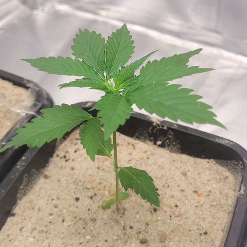 Colombian gold  growlog photo: Colombinha esta indo bem porem ainda nao apresenta muito crescimento 
