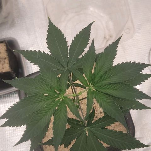 Sativa #1 growlog photo: 2 poda top oque parece primeira nao deu nenhum tipo de poda nem top nem fin 
Segunda tentativa poda top ja a uma semana e meia e nao saiu outro olho 