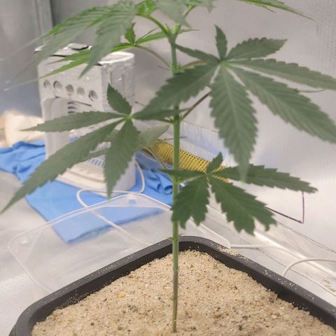 Sativa #1 growlog photo: 2 poda top oque parece primeira nao deu nenhum tipo de poda nem top nem fin 
Segunda tentativa poda top ja a uma semana e meia e nao saiu outro olho 