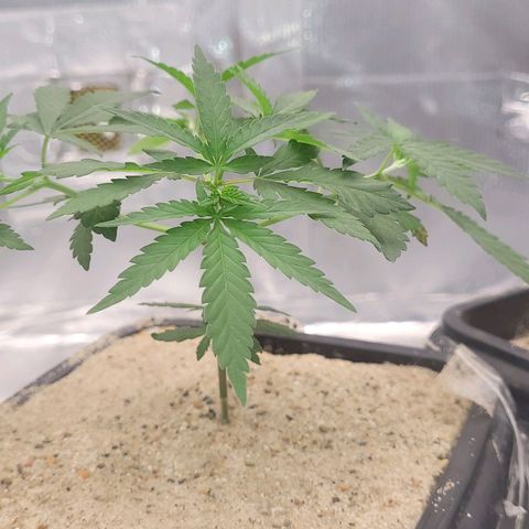 Sativa #1 growlog photo: Trainamento amarra a 1 semana hoje retirei as amarras pra planta descansar e subir um pouco topo bem folhado bem prenchido no 4 nó 
