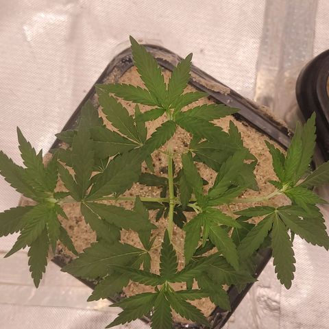 Sativa #1 growlog timeline photo