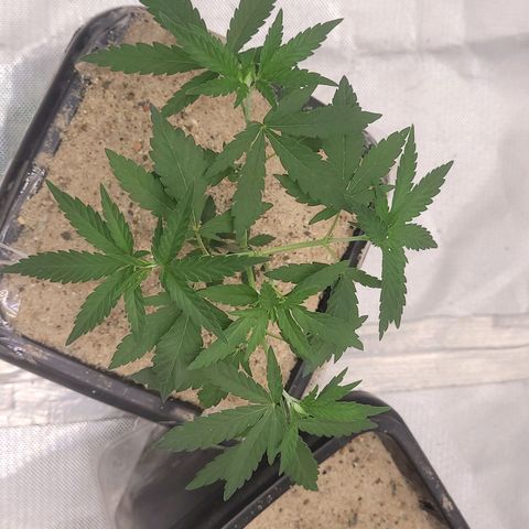 Sativa #1 growlog timeline photo