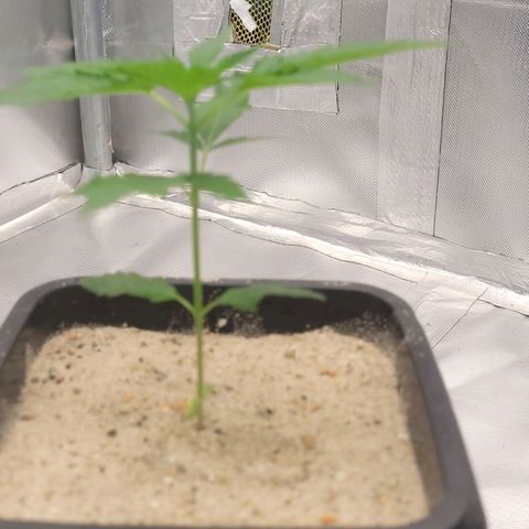 Colombian gold  growlog photo: Ainda se desenvolvendo no seu quarto  nó 