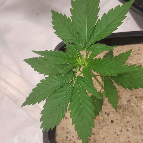 Colombian gold  growlog photo: Ainda se desenvolvendo no seu quarto  nó 