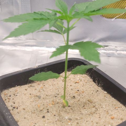 Colombian gold  growlog photo: Ainda se desenvolvendo no seu quarto  nó 