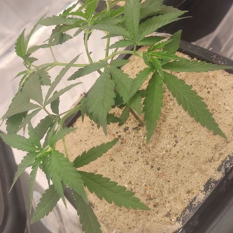 Sativa #1 growlog photo: Estao comecando sentir provavelmente o solo secando porem vasos ainda meio pesados 