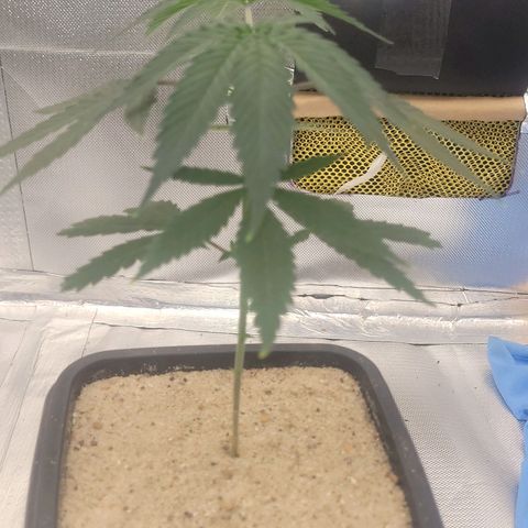Sativa #1 growlog photo: Estao comecando sentir provavelmente o solo secando porem vasos ainda meio pesados 