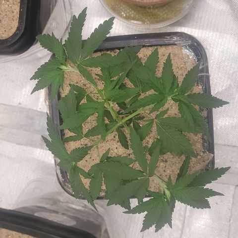 Sativa #1 growlog photo: Estao comecando sentir provavelmente o solo secando porem vasos ainda meio pesados 