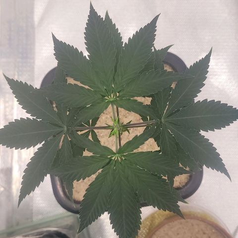 Sativa #1 growlog photo: Estao comecando sentir provavelmente o solo secando porem vasos ainda meio pesados 