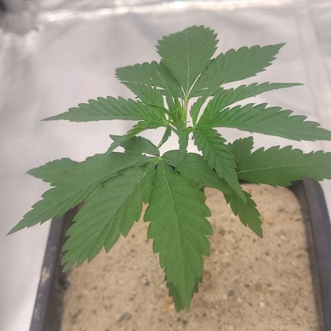 Colombian gold  growlog photo: Colombinha se desenvolvendo 