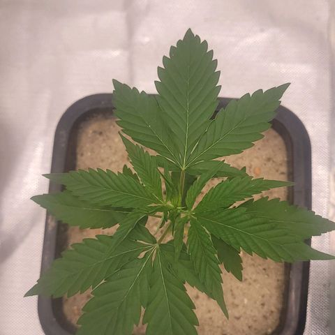 Colombian gold  growlog photo: Colombinha se desenvolvendo 