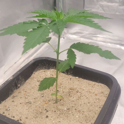 Colombian gold  growlog photo: Colombinha se desenvolvendo 