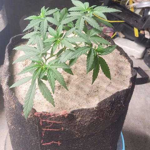 Sativa #1 growlog photo: Transplante para um vaso de feltro de 9 litros 