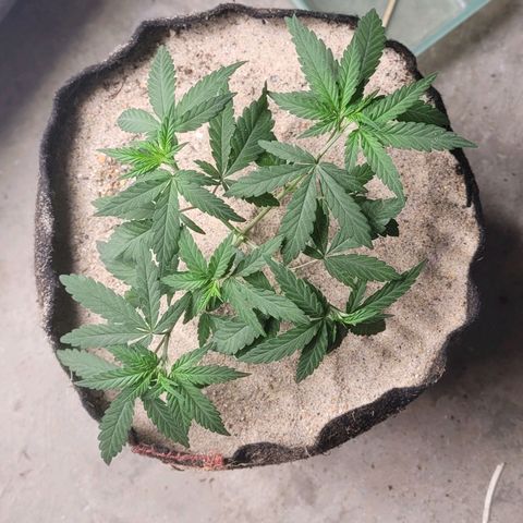 Sativa #1 growlog photo: Transplante para um vaso de feltro de 9 litros 