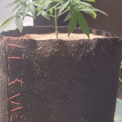 Sativa #1 growlog photo: Transplante para um vaso de feltro de 9 litros 