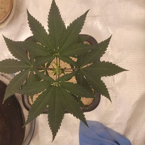 Sativa #1 growlog photo: Ainda no vaso de 2,250Lt 