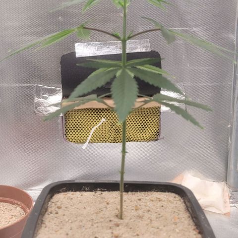 Sativa #1 growlog photo: Ainda no vaso de 2,250Lt 