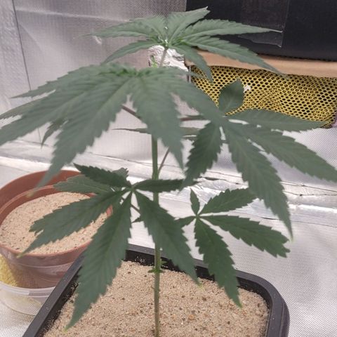 Sativa #1 growlog photo: Ainda no vaso de 2,250Lt 