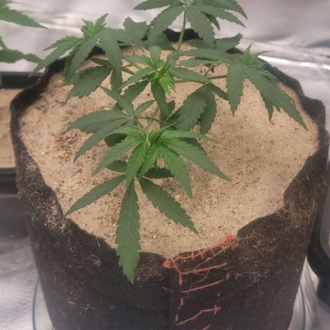 Sativa #1 growlog photo: 1° dia apos transplante esta com esttutura boa nao apresenta muchamento por stress 