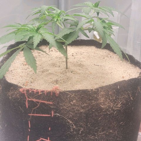 Sativa #1 growlog photo: 1° dia apos transplante esta com esttutura boa nao apresenta muchamento por stress 