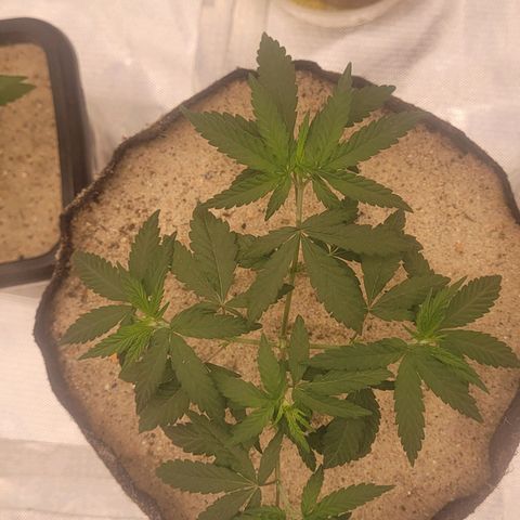 Sativa #1 growlog photo: 1° dia apos transplante esta com esttutura boa nao apresenta muchamento por stress 
