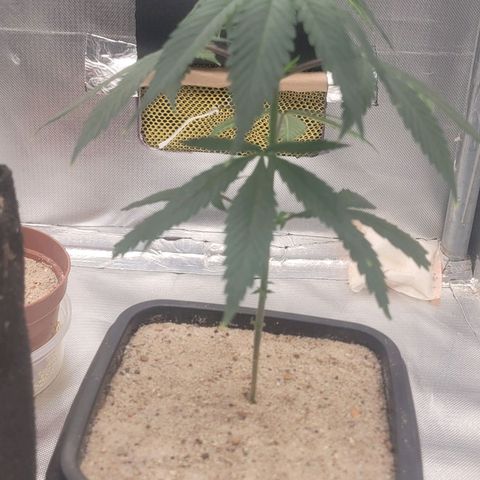 Sativa #1 growlog photo: Apresenta sinais de muchamento por estar sem rega a 4 dias para pode ser feita o teansplante com o substrato seco 