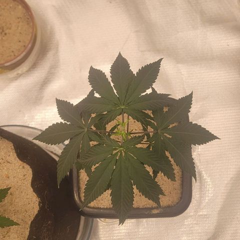 Sativa #1 growlog photo: Apresenta sinais de muchamento por estar sem rega a 4 dias para pode ser feita o teansplante com o substrato seco 