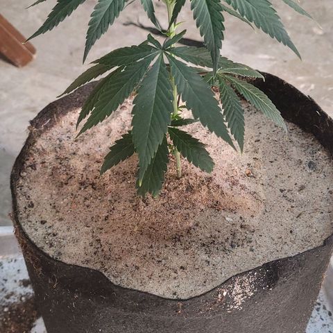Sativa #1 growlog photo: Segunda planta transplantada para vaso de 9 lts 