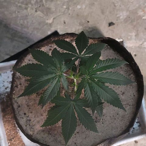 Sativa #1 growlog photo: Segunda planta transplantada para vaso de 9 lts 