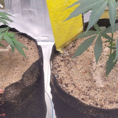 Sativa #1 growlog photo: Rega de 200 ml cada com solucao 15ml de bokashi pra 1l e 200 de agua e duas colher de cha de canela em po pewticida natural 