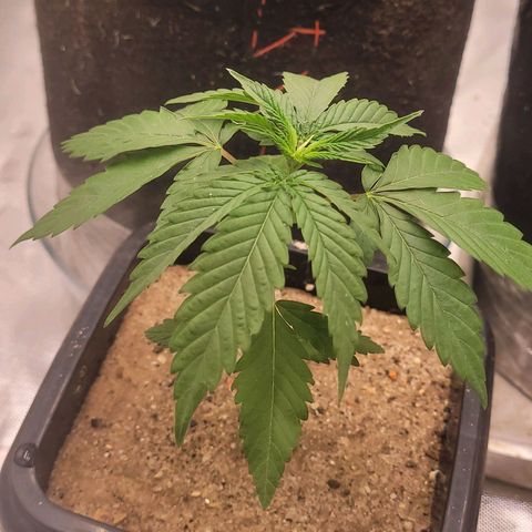Colombian gold  growlog timeline photo