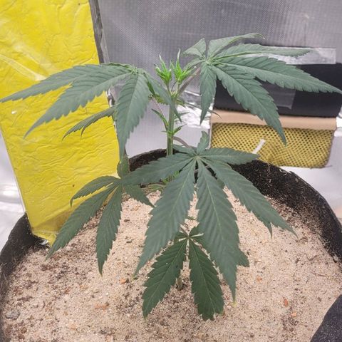 Sativa #1 growlog photo: Se recuperando pos transplante estav murcha desde ontem mas agora pelo inicio da tarde comecou a voltar ao normal 