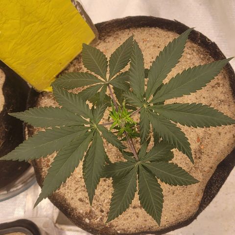 Sativa #1 growlog photo: Se recuperando pos transplante estav murcha desde ontem mas agora pelo inicio da tarde comecou a voltar ao normal 