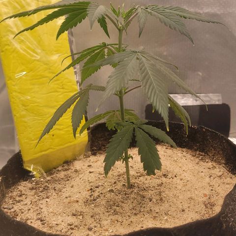 Sativa #1 growlog photo: Se recuperando pos transplante estav murcha desde ontem mas agora pelo inicio da tarde comecou a voltar ao normal 