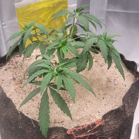 Sativa #1 growlog photo: Meio murcha nao sei se pelo trasnplante de vaso ainda sentir algum stress 