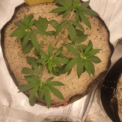 Sativa #1 growlog photo: Meio murcha nao sei se pelo trasnplante de vaso ainda sentir algum stress 