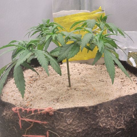 Sativa #1 growlog photo: Meio murcha nao sei se pelo trasnplante de vaso ainda sentir algum stress 