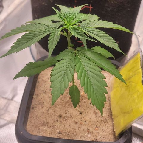 Colombian gold  growlog photo: Segue com suas folhas densas e gordinhas 