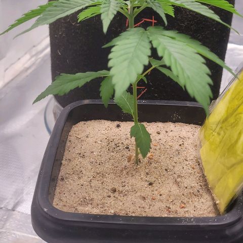 Colombian gold  growlog photo: Segue com suas folhas densas e gordinhas 