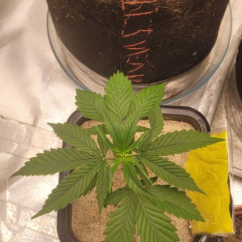 Colombian gold  growlog photo: Segue com suas folhas densas e gordinhas 