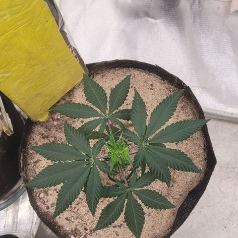 Sativa #1 growlog photo: Ambas estao apresentando sinais de muchamento oque nao sei dizer se por causa da mudanca de tempo de calor pra frio e chiva mas encontran-se na variacao de dia e noite hoje pela manha estavam meio pra baixo agora de tarde 17hrs estavam mais espixada porem deram uma leva muchada novamente 