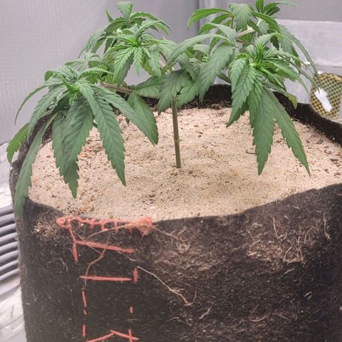 Sativa #1 growlog photo: Ambas estao apresentando sinais de muchamento oque nao sei dizer se por causa da mudanca de tempo de calor pra frio e chiva mas encontran-se na variacao de dia e noite hoje pela manha estavam meio pra baixo agora de tarde 17hrs estavam mais espixada porem deram uma leva muchada novamente 