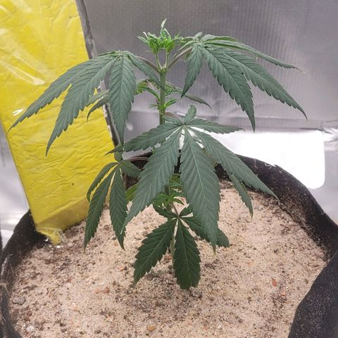 Sativa #1 growlog photo: Ambas estao apresentando sinais de muchamento oque nao sei dizer se por causa da mudanca de tempo de calor pra frio e chiva mas encontran-se na variacao de dia e noite hoje pela manha estavam meio pra baixo agora de tarde 17hrs estavam mais espixada porem deram uma leva muchada novamente 