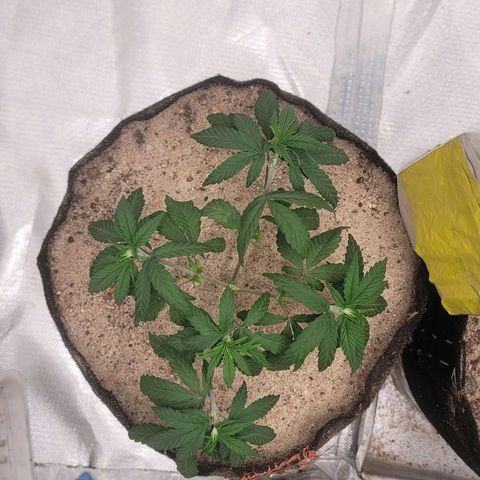 Sativa #1 growlog photo: Ambas estao apresentando sinais de muchamento oque nao sei dizer se por causa da mudanca de tempo de calor pra frio e chiva mas encontran-se na variacao de dia e noite hoje pela manha estavam meio pra baixo agora de tarde 17hrs estavam mais espixada porem deram uma leva muchada novamente 