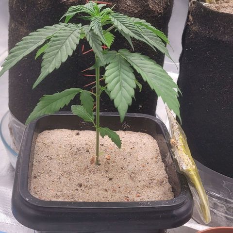 Colombian gold  growlog photo: Levi sinal de muchamento nao sei dizer o motivo porem o tempo virou de calor para chiva e frio 
