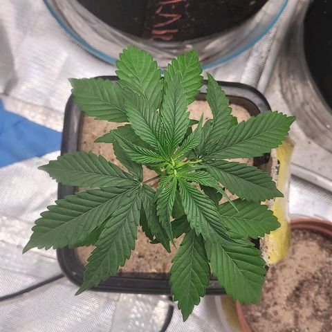 Colombian gold  growlog photo: Levi sinal de muchamento nao sei dizer o motivo porem o tempo virou de calor para chiva e frio 
