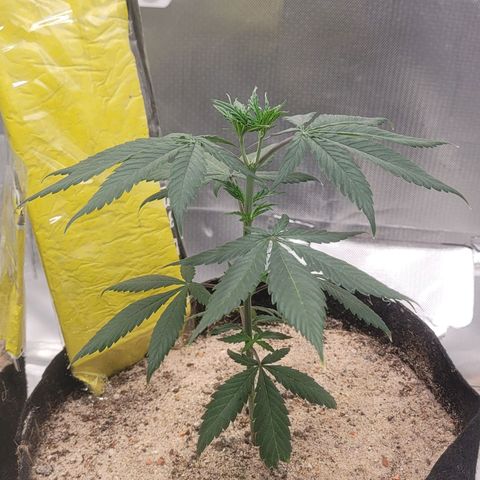 Sativa #1 growlog photo: Ainda em recuperacao apresentando pequenos sinais de muchamento 
